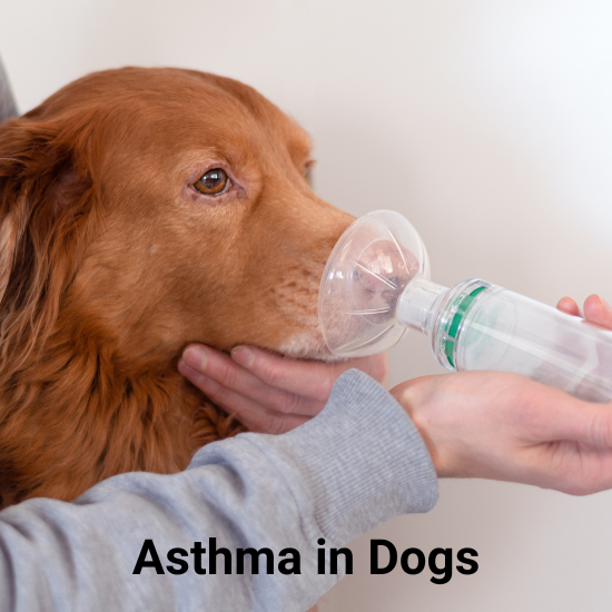 Protect Your Pet! Dogs and Asthma PetHub
